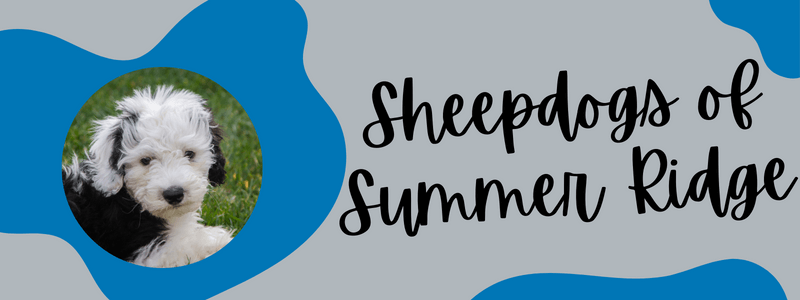 Grey and blue decorative banner with a Sheepadoodle dog and text next to it reading "Sheepdogs of Summer Ridge".