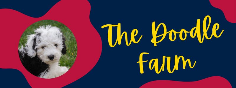 Decorative banner with navy and red colors and a Sheepadoodle dog next to text reading "The Doodle Farm".