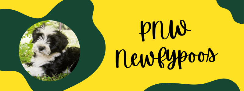 Decorative banner with green and yellow colors featuring a Newfypoo dog and text next to it saying "PNW Newfypoos".