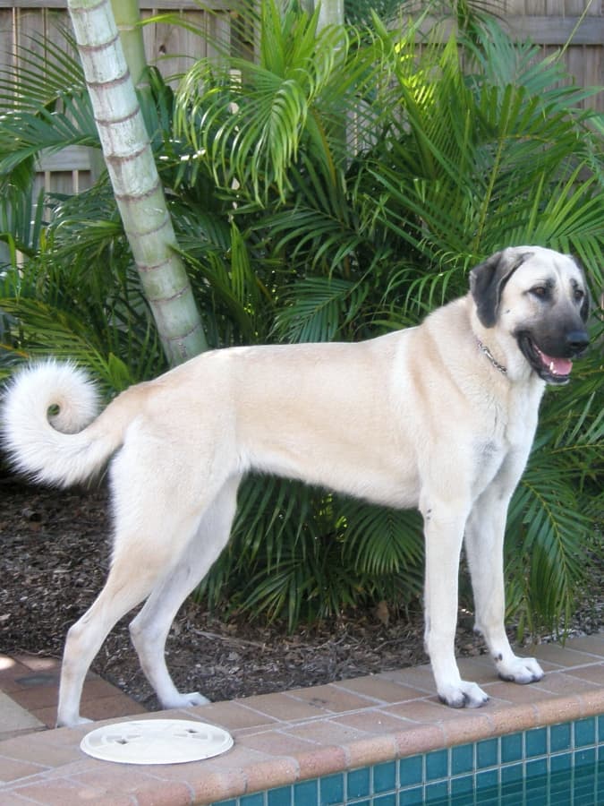 Anatolian Shepherd Dog standing by plants and a swimming pool.