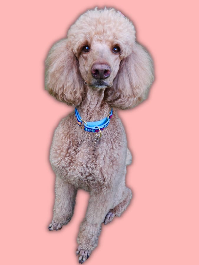 Apricot-colored Standard Poodle wearing a blue collar surrounded by a  peach background.