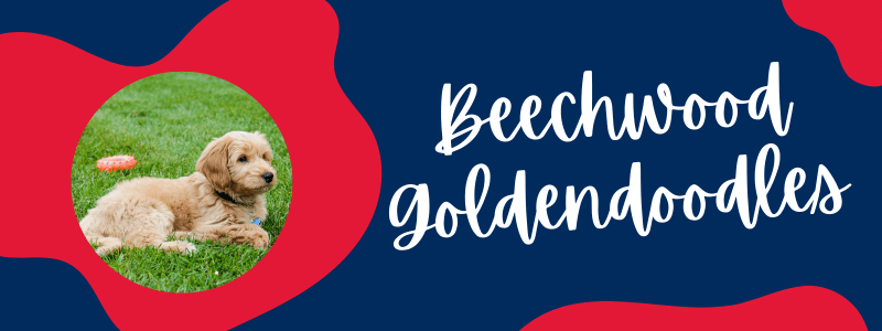 Blue and red decorative banner with a Goldendoodle puppy next to text saying "Beechwood Goldendoodles".