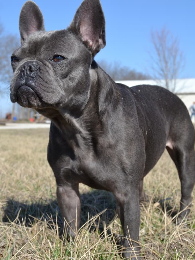 Black French Bulldog standing outside in the grass with blue sky above.