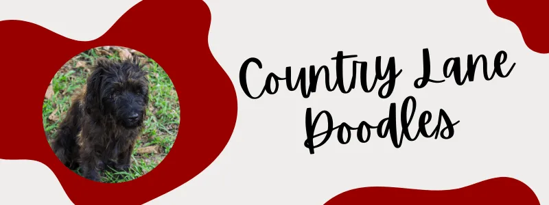 Decorative crimson and grey banner with a Newfypoo dog next to text saying "Country Lane Doodles".