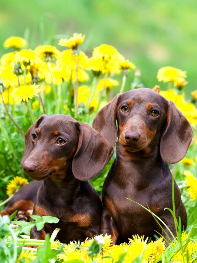 Two Dachshund puppies sitting side-by-side amongst yellow flowers.