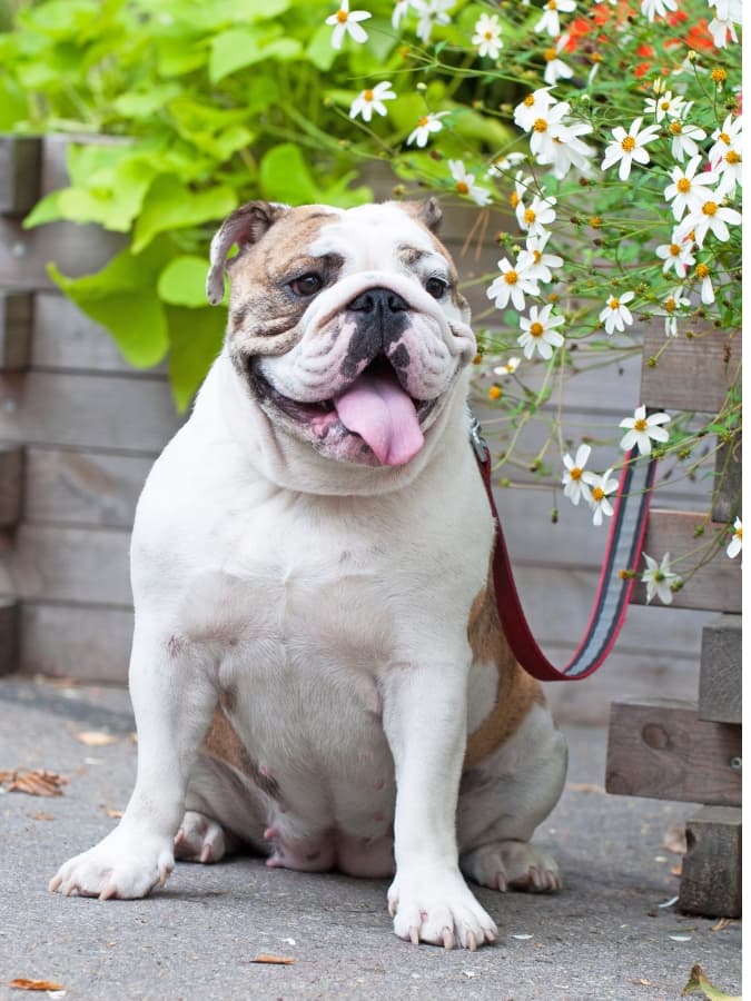 English Bulldog wearing a leash tied to a wall full of flowers.