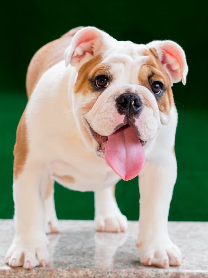 English Bulldog with his tongue hanging out.