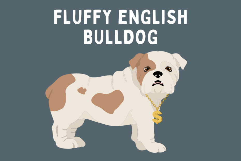 Cartoon fluffy English Bulldog wearing a gold chain and text above saying "Fluffy English Bulldog".
