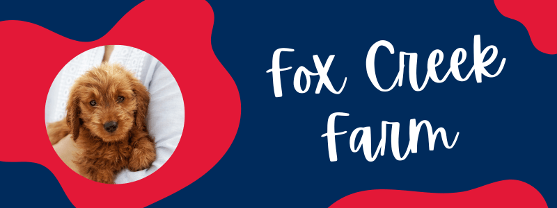 Blue and red decorative banner with a Goldendoodle puppy next to text saying "Fox Creek Farm".