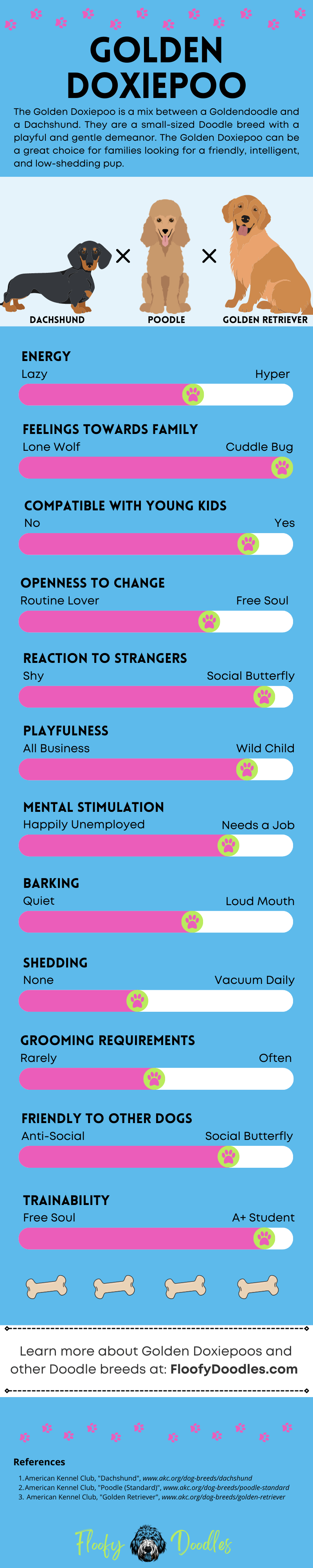 Visual summary of the different traits and characteristics of the Goldendoodle-Dachshund mix.