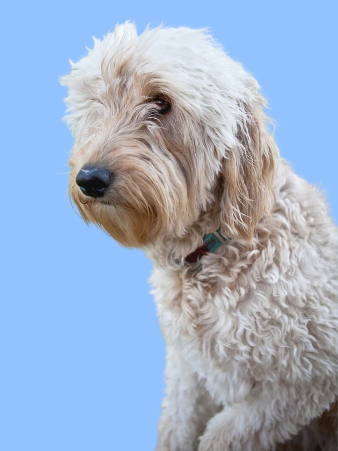 A Goldendoodle staring off in the distance with a light blue background.
