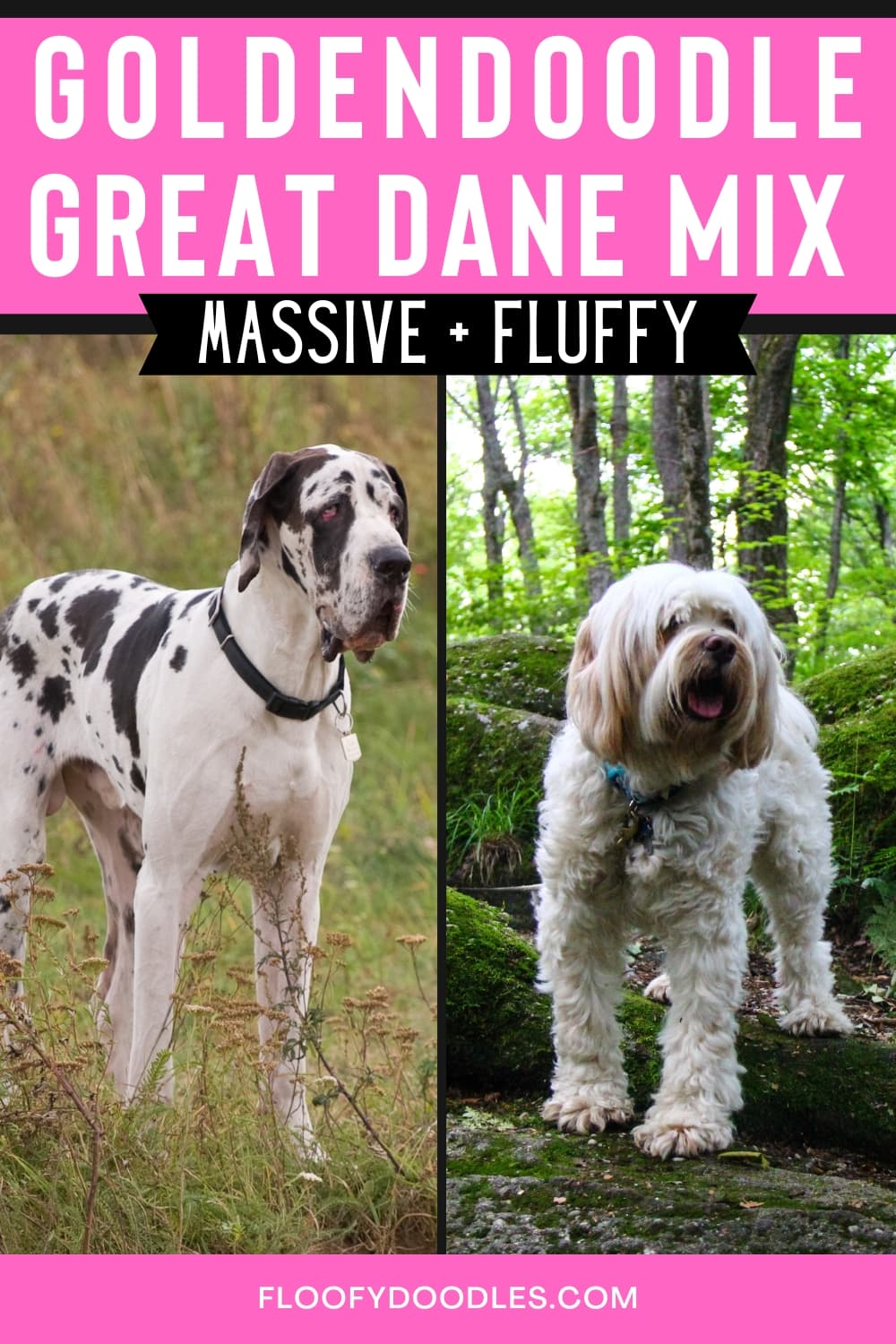 Great Dane next to a Goldendoodle with text saying "Goldendoodle Great Dane Mix". Pink background and white text.