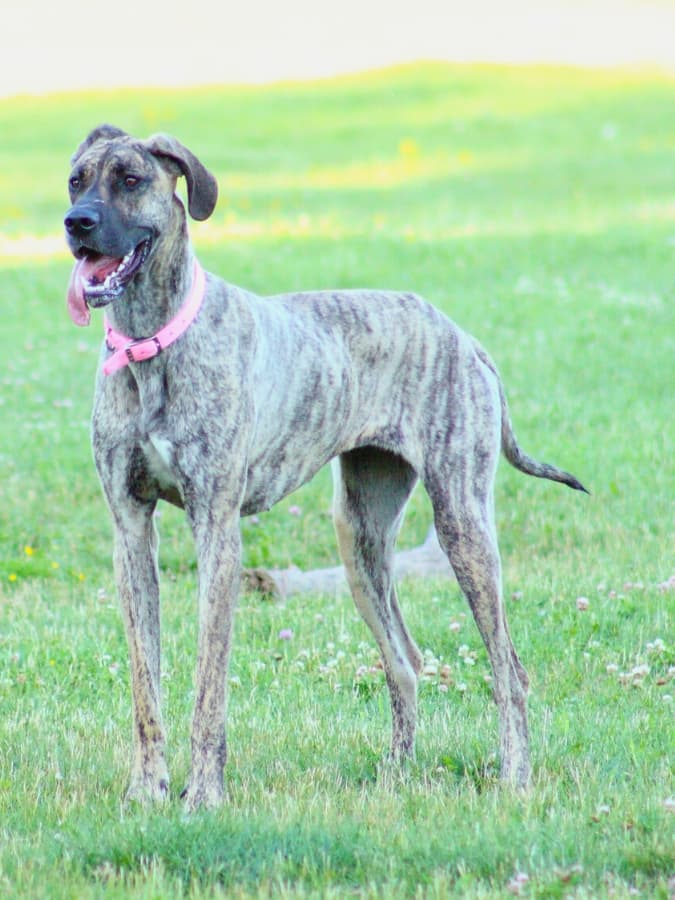 Brindle Great Dane standing outside in the grass on a sunny day with his tongue hanging out.