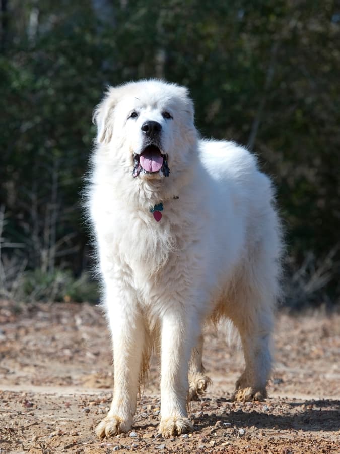 Great Pyrenees staring at the camera while standing.