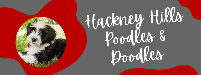 Decorative banner with scarlet and grey colors featuring a Newfypoo dog and text next to it saying "Hackney Hills Poodles & Doodles".