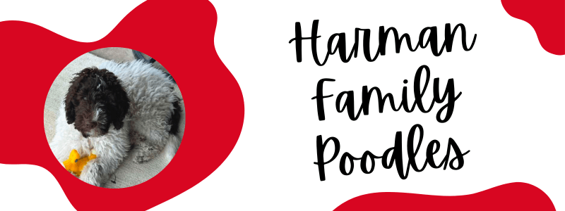 Decorative red and white banner with a Newfypoo dog next to text saying "Harman Family Doodles".