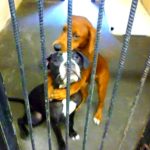 Two dogs hugging each other while behind the bars of a cage in an animal shelter.