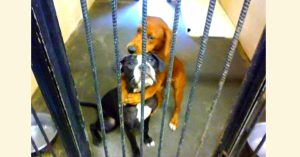 Two dogs hugging each other while behind the bars of a cage in an animal shelter.