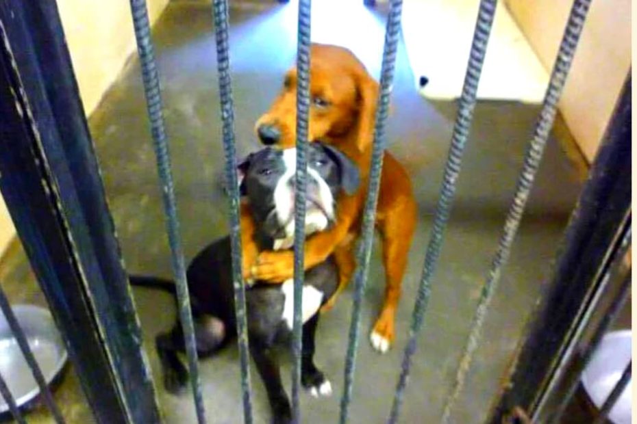 Two dogs hugging each other while behind the bars of a cage in an animal shelter.