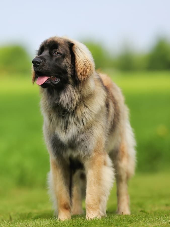 Leonberger standing outside in grassy field.