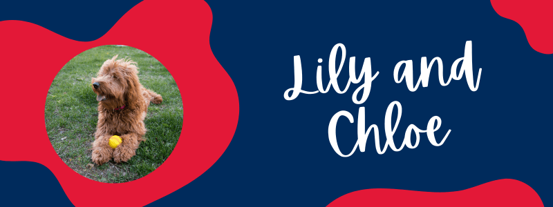 Blue and red decorative banner with a Goldendoodle puppy next to text saying "Lily and Chloe".