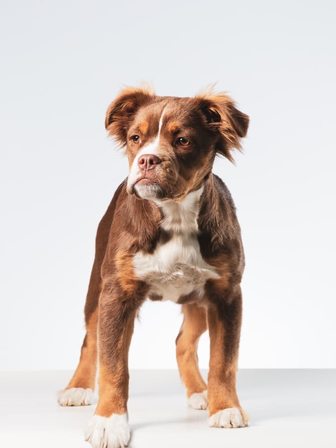 A mammut Bulldog standing and looking towards the side.