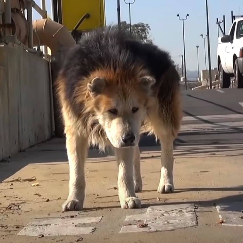 Stray senior dog at a water treatment facility.