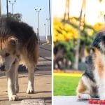 Mufasa the dog before and after being rescued.