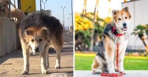 Mufasa the dog before and after being rescued.