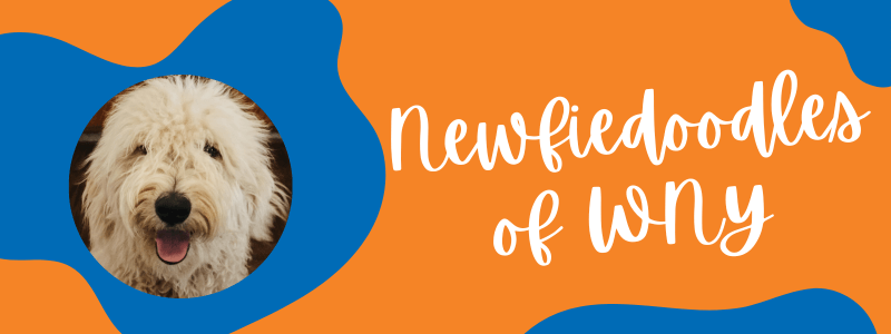 Decorative banner with orange and light blue colors featuring a Newfypoo dog and text next to it saying "Newfiedoodles of WNY".