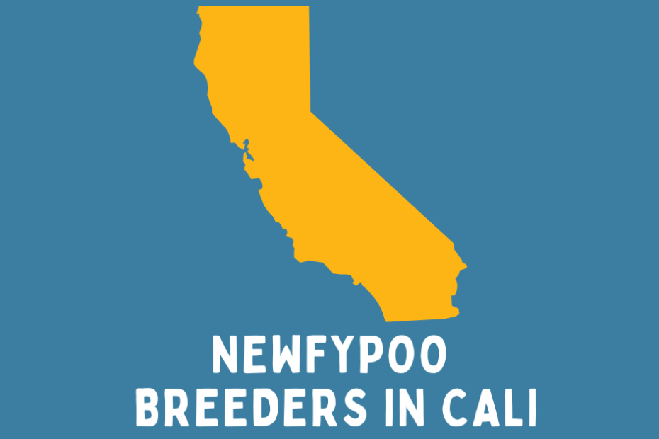 The state of California with text below saying "Newfypoo Breeders in Cali".