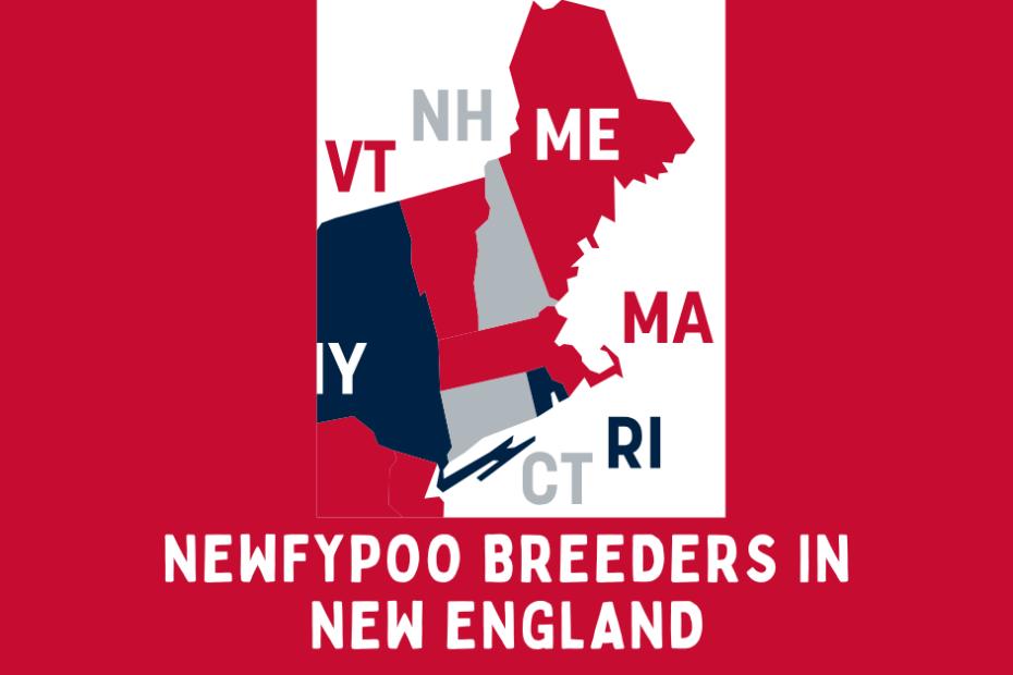 States of New England in red, blue, and silver colors with text beneath saying "Newfypoo Breeders in New England".
