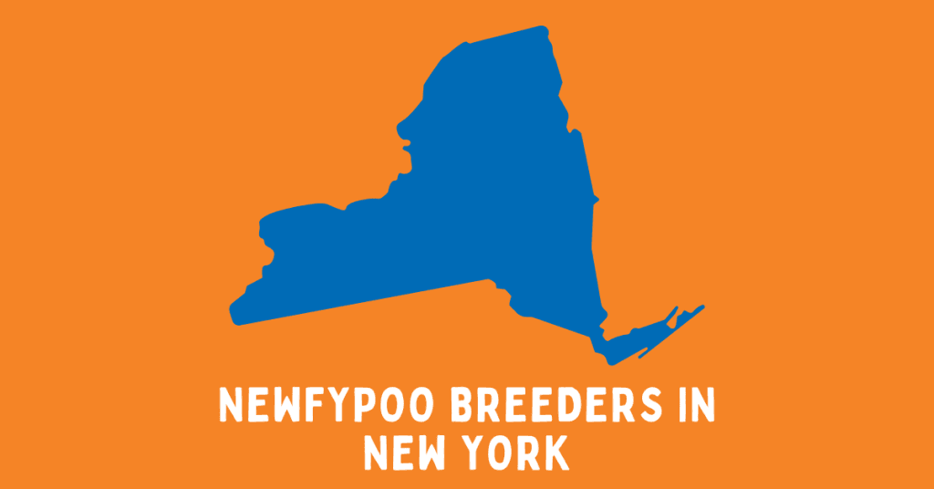 Best Newfypoo Breeders in New York (2024)