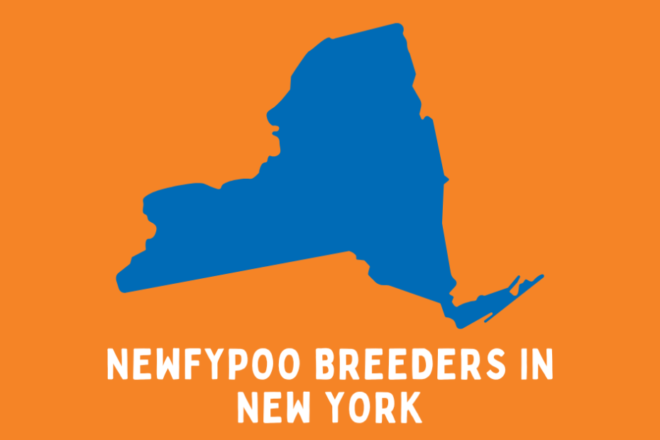 Orange and blue colored state of New York with text below saying "Newfypoo Breeders in New York".