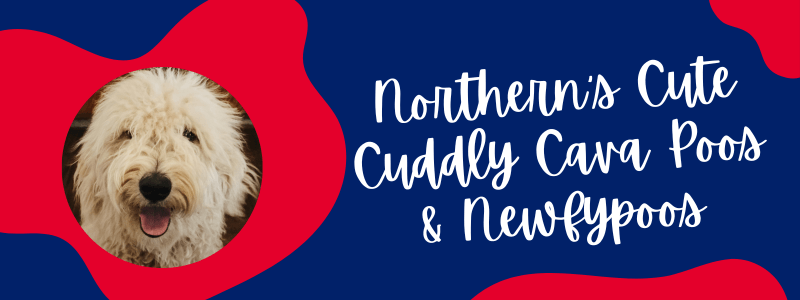 Decorative banner with blue and red colors featuring a Newfypoo dog and text next to it saying "Northern's Cute Cuddly Cava Poos & Newfypoos".