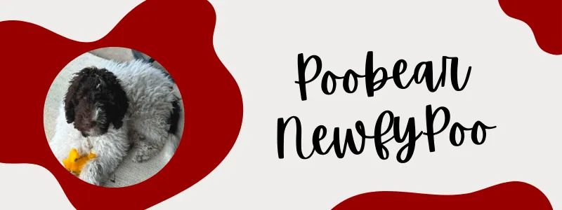 Decorative crimson and grey banner with a Newfypoo dog next to text saying "Poobear Newfypoo".