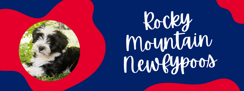 Decorative banner with blue and red colors featuring a Newfypoo dog and text next to it saying "Rocky Mountain Newfypoos".