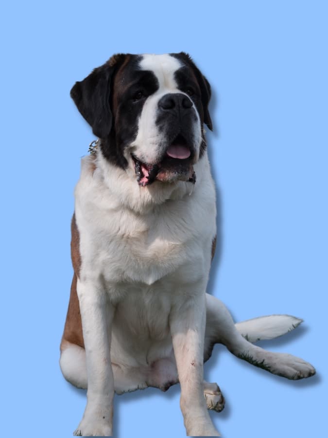 Saint Bernard sitting upright with a light blue background.