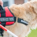 Golden Retriever wearing a red service vest.