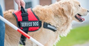 Golden Retriever wearing a red service vest.