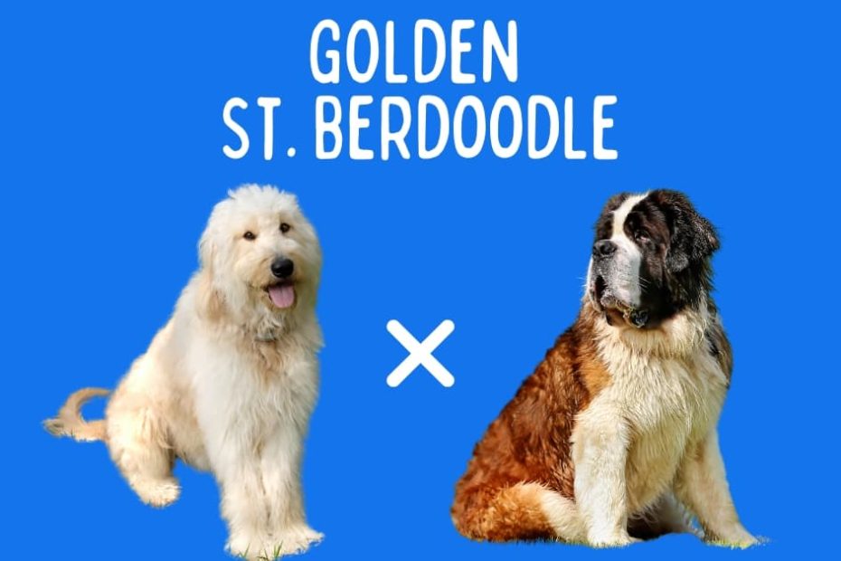 Goldendoodle next to a Saint Bernard with a bright blue background and text above saying "Golden St. Berdoodle".