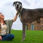 Massive Great Dane next to a lady sitting down.