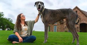 Massive Great Dane next to a lady sitting down.