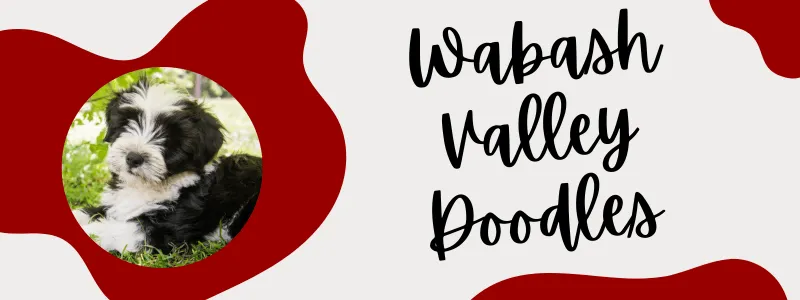Decorative crimson and grey banner with a Newfypoo dog next to text saying "Wabash Valley Doodles".