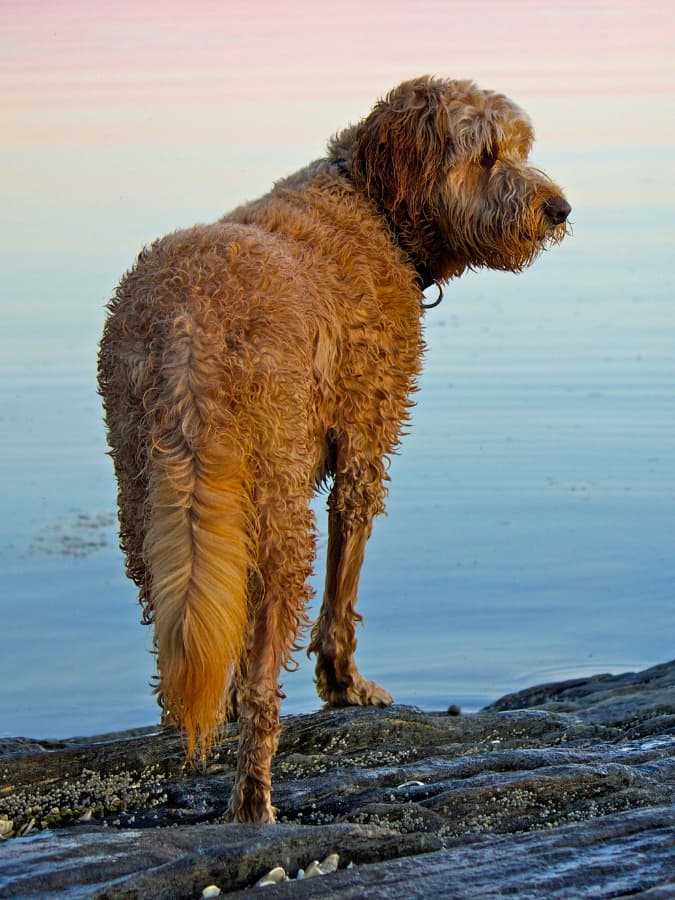 Goldendoodle with wet fur standing on a beach looking out towards the water.