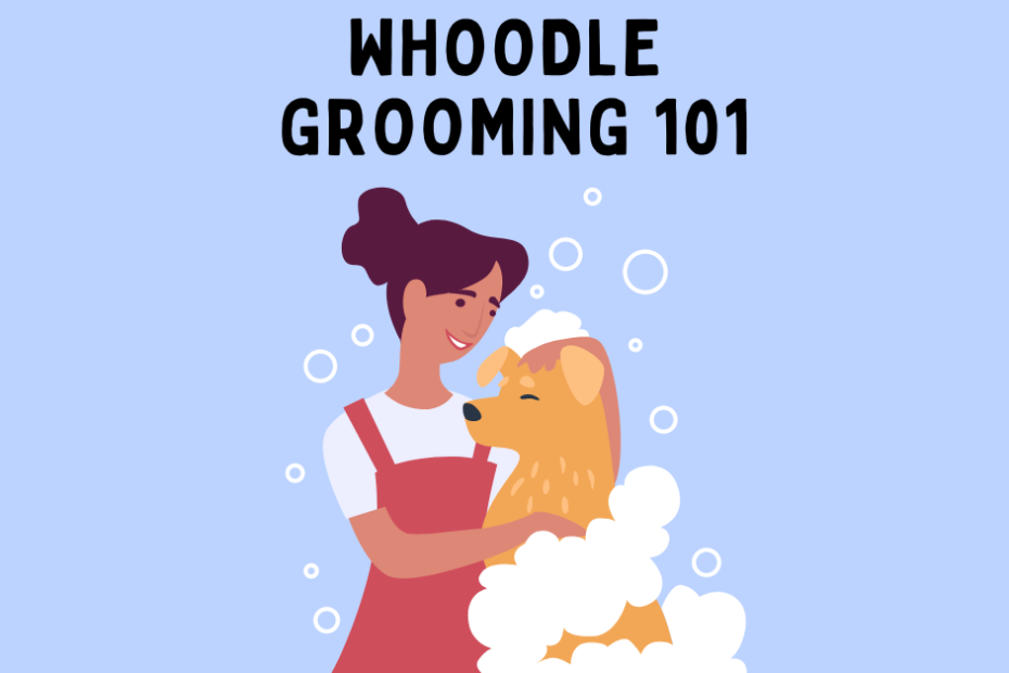 Cartoon lady washing a dog with a blue background and text saying "Whoodle Grooming 101".