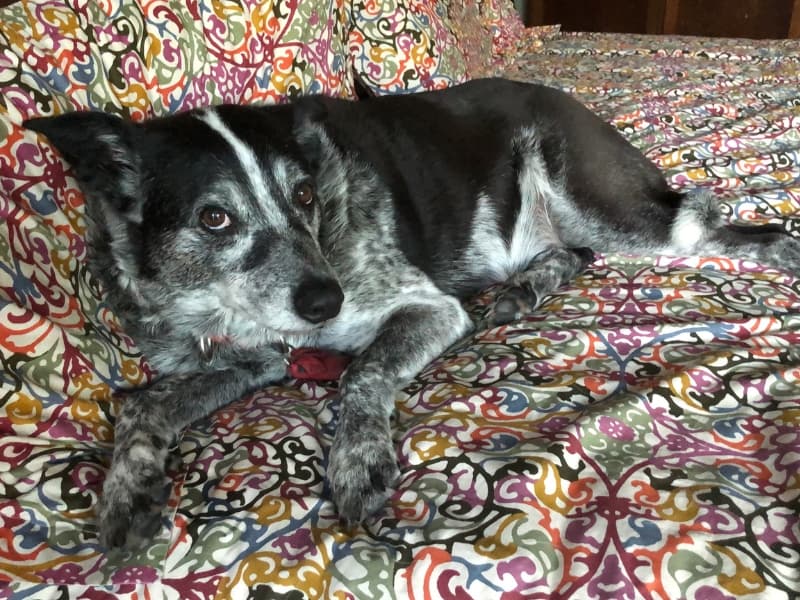 A black and white Texas Heeler laying down on a colorful blanket.