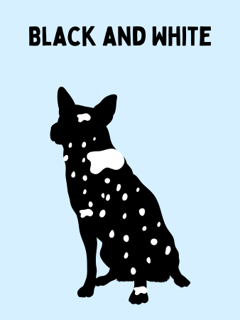 Graphic showing the silhouette of a black and white Texas Heeler with a light blue background.