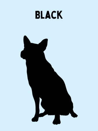 Graphic showing the silhouette of a black Texas Heeler with a light blue background.