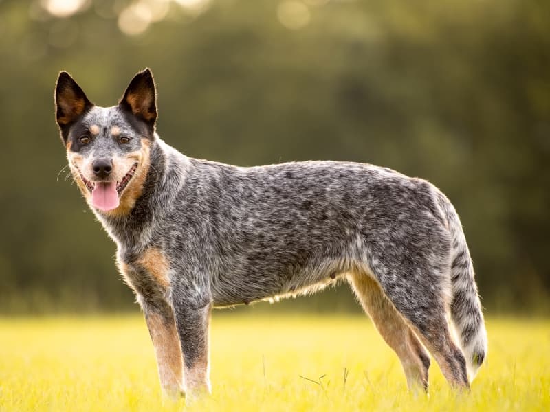 An adult Blue Heeler standing in a brightly lit field.